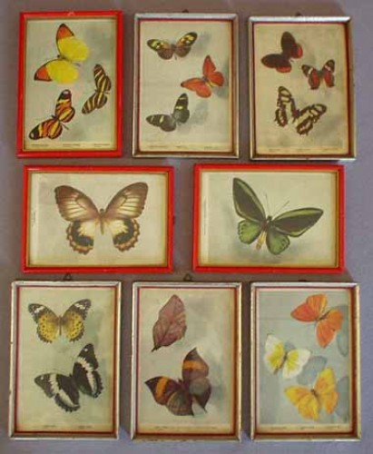Immagine di 15 quadretti da cm. 20 x 14 con 33 stampe Esemplari di Farfalle di tutto il mondo.