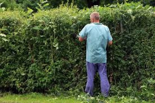 Immagine Taglio siepe per giardino di 150mq
