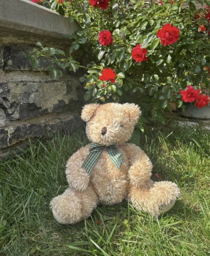Immagine di PELUCHE - ORSO